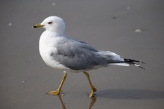 Gull-1