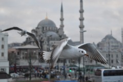 Istanbul_Turkey_animals_birds_seagulls_mosque-164187