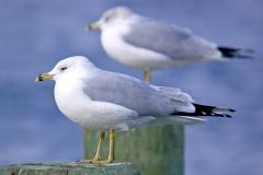 Ring_billed_seagull