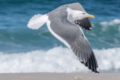 Seagull81619