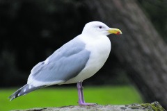 Seagulls_884638