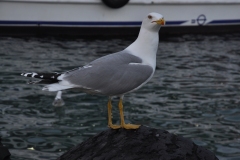 dsc_0367ps