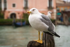gull