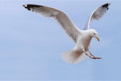 gull_1953105b