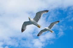 seagull-2394636_1920