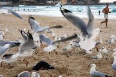 seagulls-1