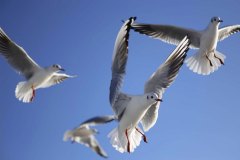 seagulls