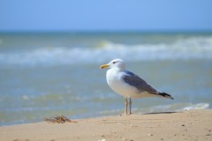 shutterstock_1151441414